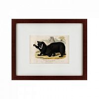 картина: two ursine sloths, or sloth bears, 1830 в Нижнем Новгороде