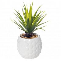 декоративное растение суккулент в белом горшочке 17 см в Нижнем Новгороде