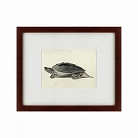 картина: a hand-painted illustration of a burmese roofed turtle, 1873 в Нижнем Новгороде