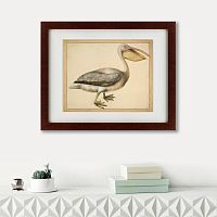 картина: a european pelican, 1635г. в Нижнем Новгороде