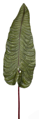 декор alocasia в Нижнем Новгороде