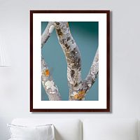 картина: trees on the galapagos islands, ecuador no3 в Нижнем Новгороде