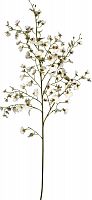 декор oncidium orchid в Нижнем Новгороде