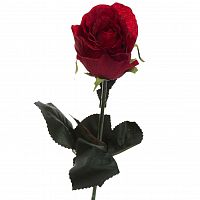 роза бордовая 48 см (36) в Нижнем Новгороде