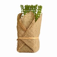 растение декоративное potted herb polini в Нижнем Новгороде