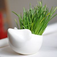набор для выращивания eco ёжик в Нижнем Новгороде
