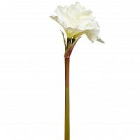 амариллис кремовый 88 см в Нижнем Новгороде