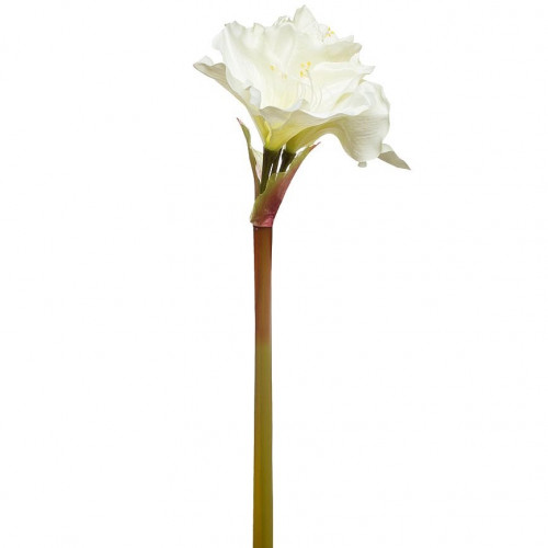 амариллис кремовый 88 см в Нижнем Новгороде