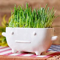 набор для выращивания eco буль в Нижнем Новгороде