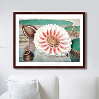 картина: a gigantic water lily in bloom, 1870г. в Нижнем Новгороде