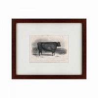 картина: a devon bull, 1849 в Нижнем Новгороде