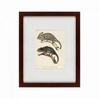 картина: des reptiles, 1705 в Нижнем Новгороде