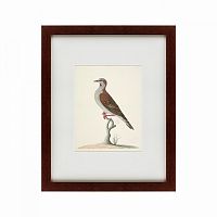 картина: the brown bird в Нижнем Новгороде