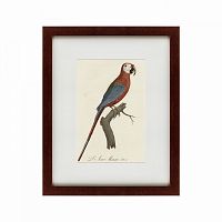 картина: ara macao (scarlet macaw), 1801 в Нижнем Новгороде