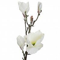 магнолия белая 66 см (12) в Нижнем Новгороде