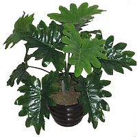 декоративное растение филодендрон с рассеченными листьями 55 см в Нижнем Новгороде