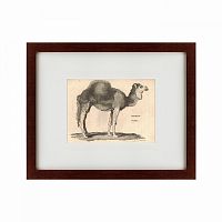 картина: arabian camel, 1809 в Нижнем Новгороде