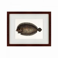 картина: sole fish, 1722 в Нижнем Новгороде