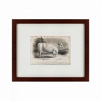 картина: a short horned bull, 1849 в Нижнем Новгороде