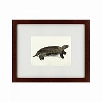 картина: a hand-painted illustration of an arakan forest turtle, 1872 в Нижнем Новгороде