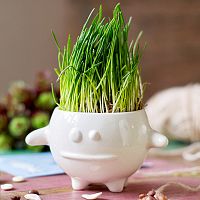 набор для выращивания eco кру в Нижнем Новгороде