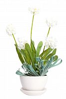 декоративный цветок walley в Нижнем Новгороде