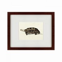 картина: a hand-painted illustration of an elongated tortoise, 1873 в Нижнем Новгороде