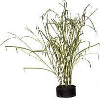 декор reeds and leaves в Нижнем Новгороде