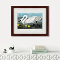 картина: common american swan, 1838 в Нижнем Новгороде