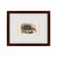 картина: armadillo, 1860 в Нижнем Новгороде