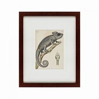 картина: chameleon, 1706 в Нижнем Новгороде
