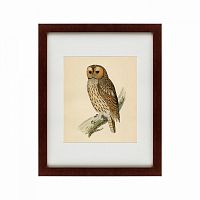 картина: brown owl, 1760 в Нижнем Новгороде