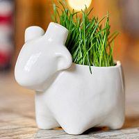 набор для выращивания eco овечка в Нижнем Новгороде