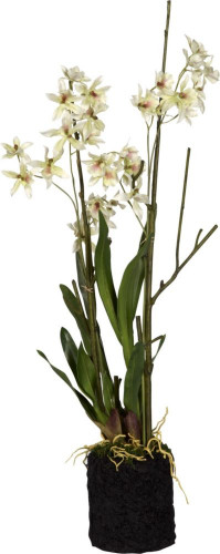 декор dancing ocidium в Нижнем Новгороде