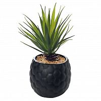 декоративное растение суккулент в черном горшочке 17 см в Нижнем Новгороде