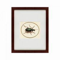 картина: beetle, 1700 в Нижнем Новгороде