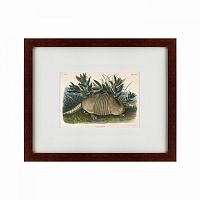 картина: armadillo (dasypus peba), 1848 в Нижнем Новгороде