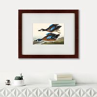 картина: blue-winged teal, 1836 в Нижнем Новгороде