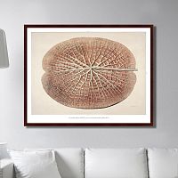 картина: leaf of a gigantic water lily, 1870г. в Нижнем Новгороде