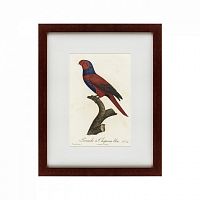 картина: perruche a chaperon bleu, 1801 в Нижнем Новгороде